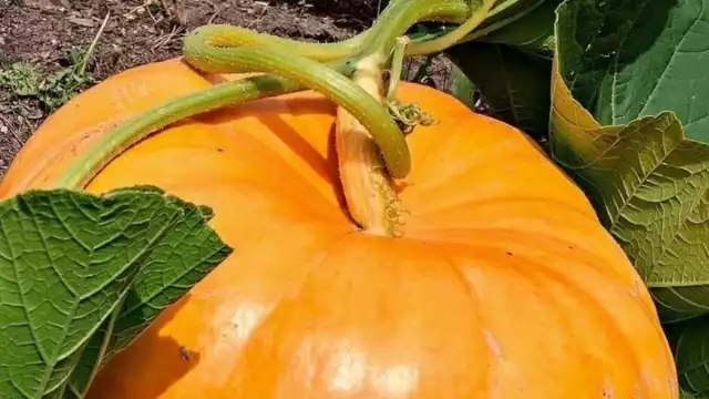 El agricultor (recuadro) decidió que la primera producción no vendería, sino distribuirla entre familiares y conocidos para la preparación de dulces caseros