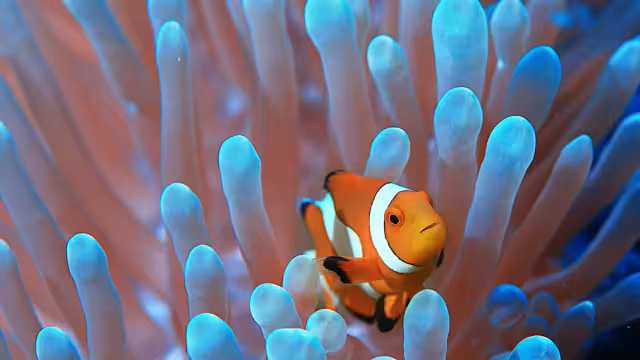 Los arrecifes están adaptándose a los cambios climáticos. Foto: Especial