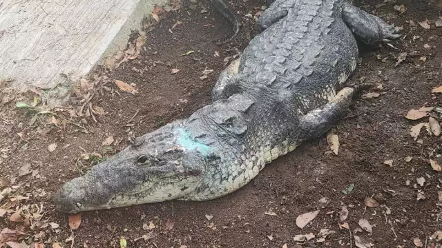 El cocodrilo era de gran tamaño cuando fue rescatado