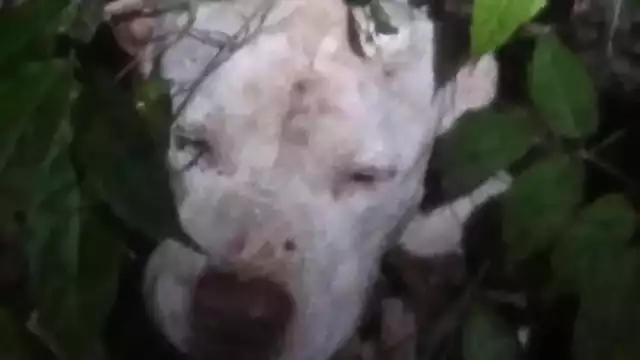 Su caso se viralizó, por la crueldad del ataque