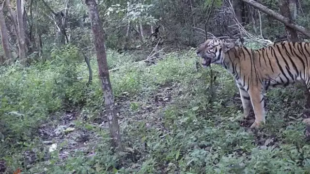 El tigre de bengala se escapó de una finca