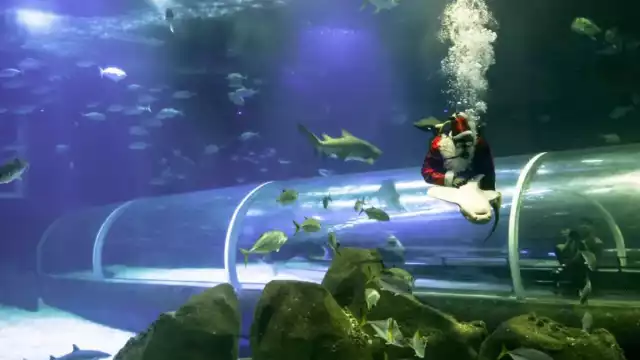 Ya son siete años que Santa Claus llega para nadar con tiburones en Brasil
