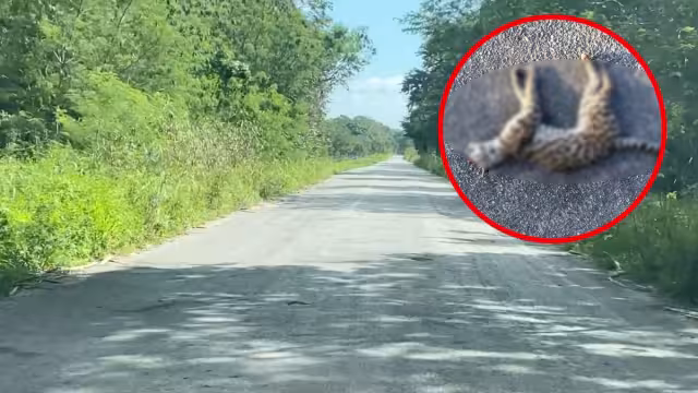 El animal perdió la vida por el impacto