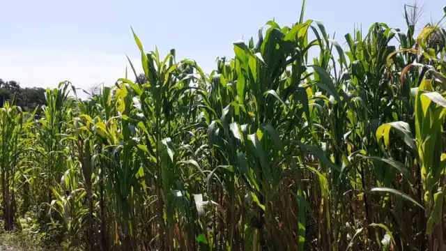 Las hojas marchitas y amarillentas indican que la cosecha no será buena