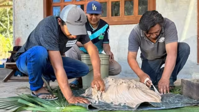 Indican que hay alrededor de millón y medio de hectáreas arboladas como reservas reproductivas forestales sustentables