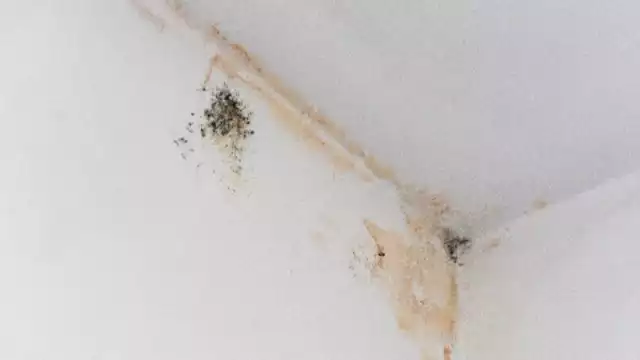 Los hongos y la humedad pueden afectar a la salud de las personas