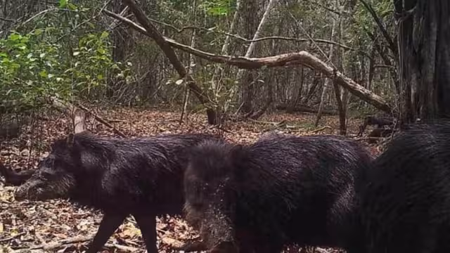 Los animales salen a las carreteras en busca de agua y corren peligro de ser atropellados