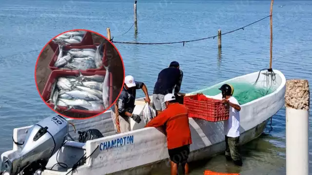 La captura se logró a más de diez millas mar adentro, cerca de Sabancuy.