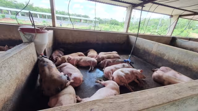 Cada megagranja porcina tiene una población de aproximadamente 50 mil cerdos