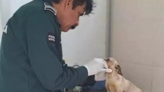 La Policía acudió al lugar para salvar al perrito