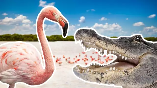 Los flamencos y cocodrilos son parte de la fauna de Yucatán