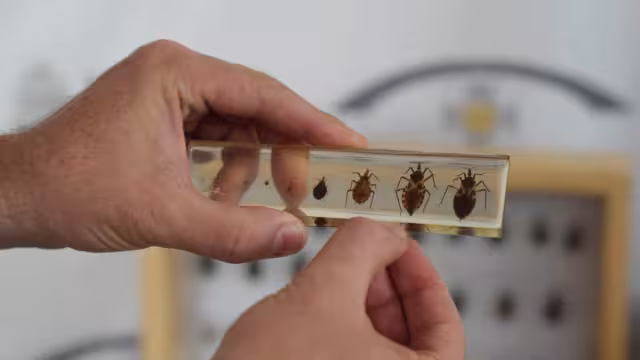 Eugenia Guzmán señaló que la dosis se encuentra en la primera fase y todavía no se puede revelar más información