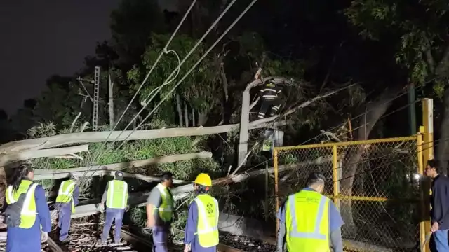 Así luce el árbol que terminó entre las vías del Tren Ligero