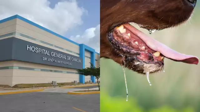 El hombre de 67 años murió por rabia al ser presuntamente mordido por un gato enfermo