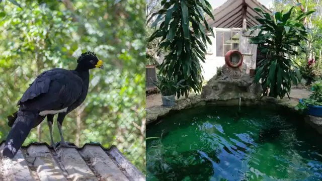 José Trinidad Poot, encargado del lugar, dijo que en este espacio protegen a más de docena y media de venados cola blanca, hocofaisanes, tepezcuintles y pavos ocelados.