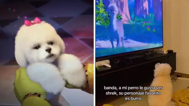 El perrito se emociona cada vez que ve a Burro en pantalla