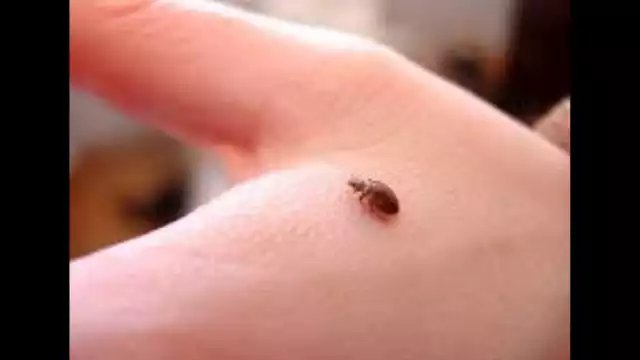 Con apenas una gota de sangre extraída de los insectos, los científicos pueden aplicar técnicas de ADN STR y SNP