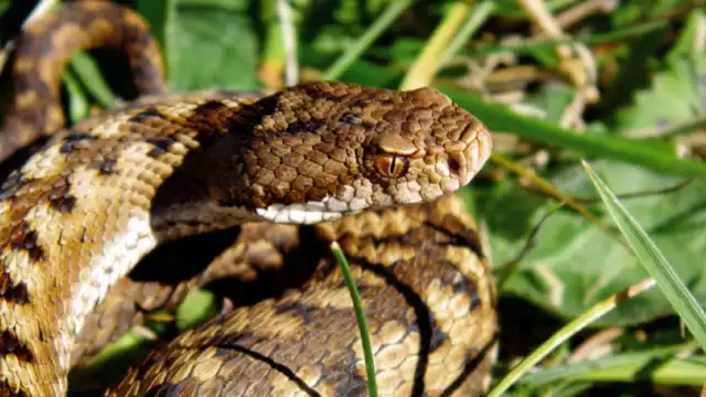 La probabilidad de hallar una serpiente en casa no es alta