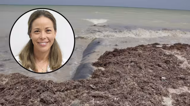 La Secretaría de Desarrollo Sustentable no permitirá la violación a la ley ambiental en Paraíso Sisal