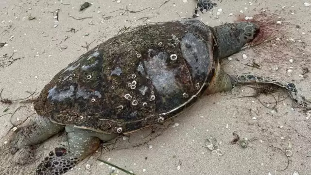 La protectora de la fauna marina lamentó que el puerto no cuenta con especialistas en temas ecológicos que brinden ayuda y atención cuando se requiere