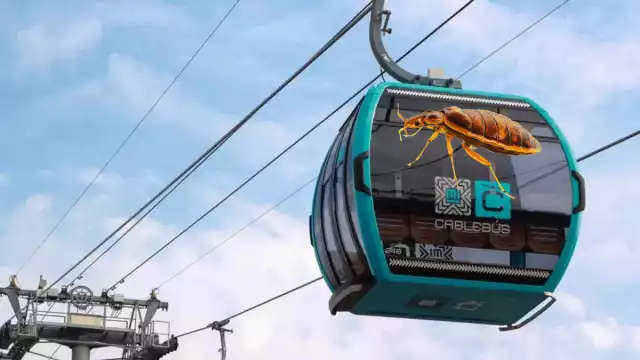 Las chinches comienzan a ser un problema en varias ciudades del mundo