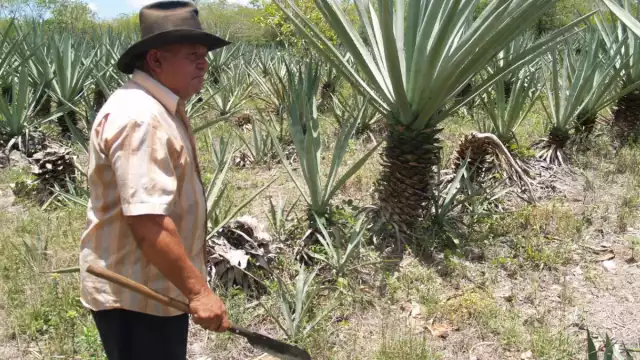 Parcelarios están pasando una fuerte crisis económica al no estar comercializando su producción