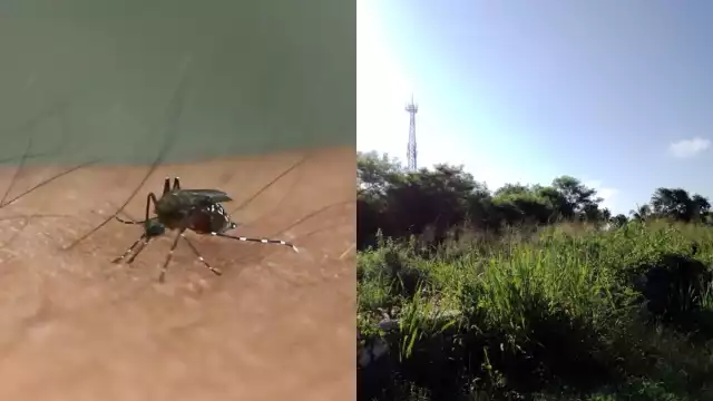 Habitantes comentan que el insecto “ataca” más durante las mañanas y en las noches