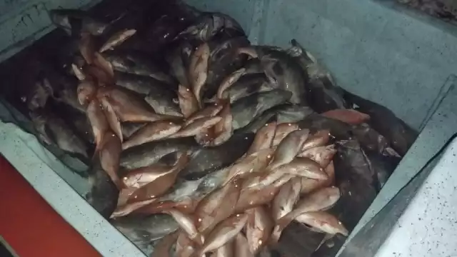 Así luce el mero confiscado en Progreso