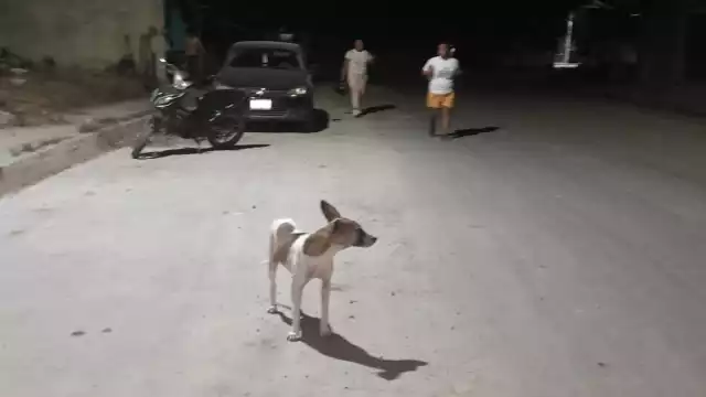 Pese a que vecinos señalaron a los dueños del can, estos dijeron que no era suyo