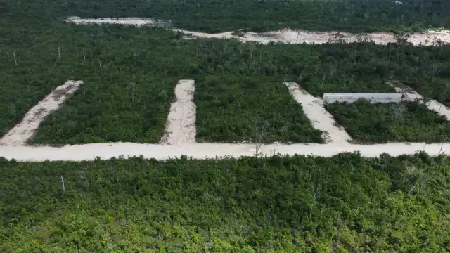 En el área prevalece flora y fauna protegida por la Norma Oficial Mexicana No. 159.