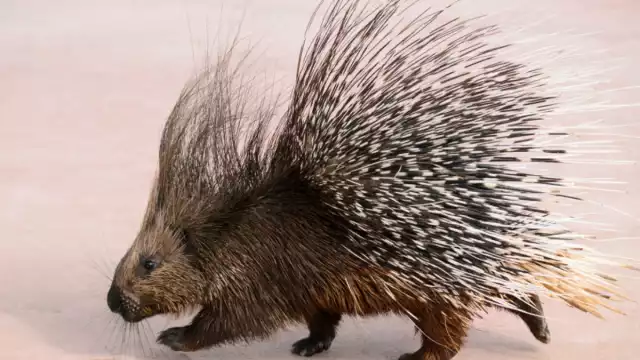 El puercoespín fue puesto a disposición de un veterinario en Xochimilco