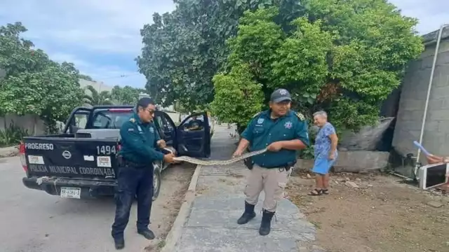 En Chelem Puerto también se capturó un ejemplar de esta serpiente