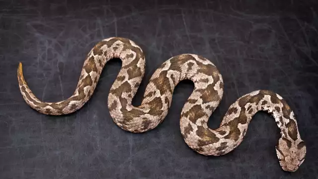 Esta especie es poco común verla en esa zona. Foto: Especial