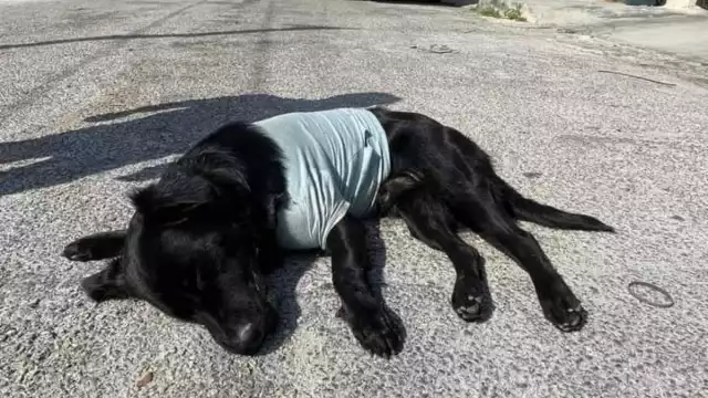 Se revisarán cámaras de seguridad para dar con lo ocurrido