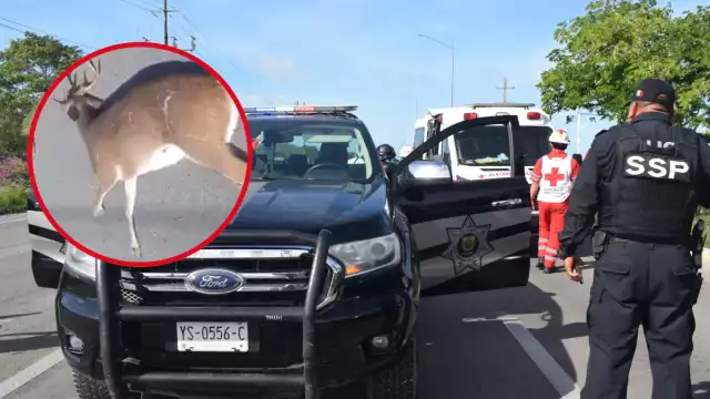 El guiador del auto no pudo esquivar al venado que se atravesó en la carretera