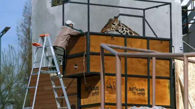 Finalmente la jirafa Benito llegó a su nuevo hogar en Puebla donde deberá pasar un periodo de observación y adapatación