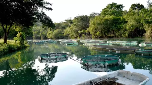 Los productores exigen que se entreguen subsidios para cultivo de mojarras