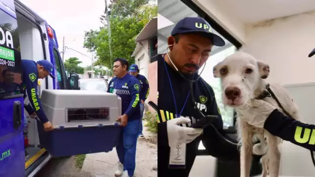 La UMABA instó a la ciudadanía a denunciar los casos de maltrato animal