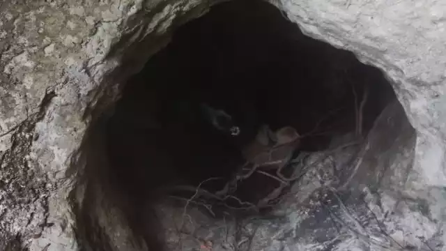 Los perritos se encontraban en perfectas condiciones al ser rescatados