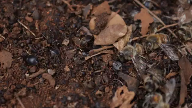 Loa apicultores han empezado desde cero después de su pérdida