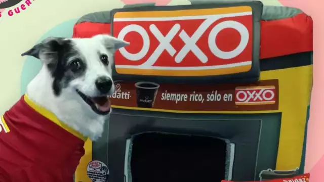 Este diseño es uno de muchos de camas para perros