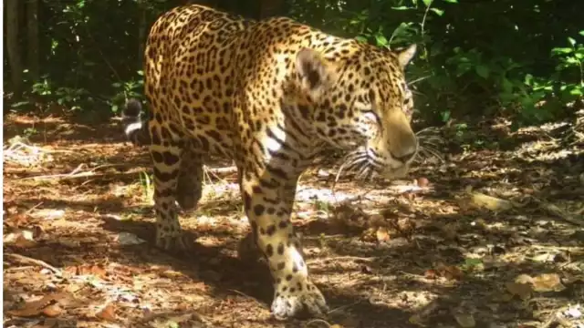 Además de proteger y preservar al jaguar, es el santuario de miles de aves que llegan a emigrar en invierno