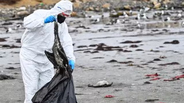 También se ha reportado la muerte de 9 mil lobos marinos