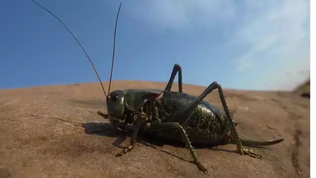 Los grillos mormones. Foto:Especial