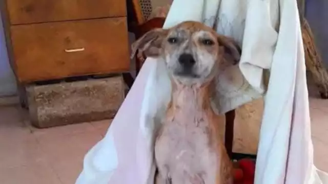 Los presuntos culpables piden dinero para animales, pero lo usan en beneficio propio