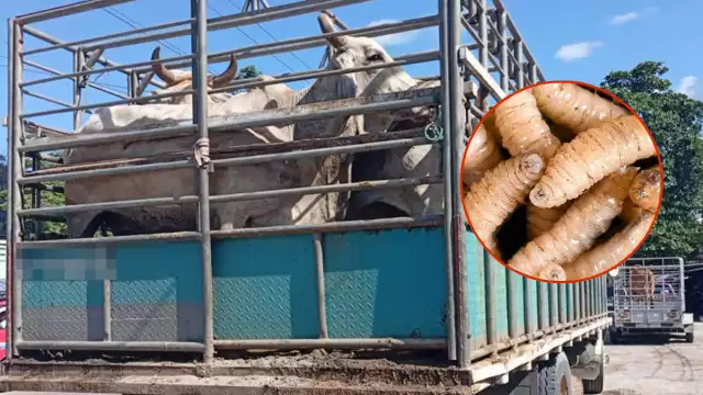 Crece el brote de gusano barrenador en Campeche; productores piden liberar moscas estériles