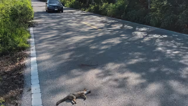 Los parcelarios comentaron que tanto en temporada de seca como de lluvia, la fauna suele moverse por los montes