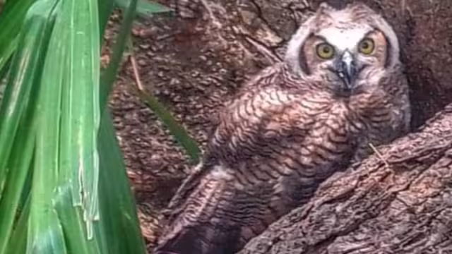 De acuerdo con los entrevistados, la presencia del canto de esta ave que abunda en las selvas del Mayab ha coincidido con el fallecimiento de muchos habitantes
