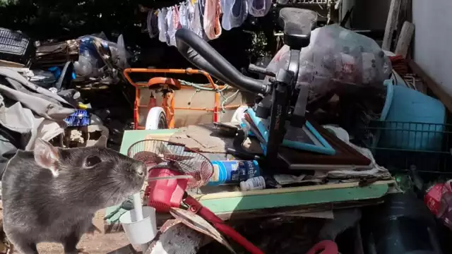 El problema que les deja la plaga de ratones ya es un terrible foco de infección