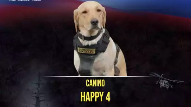 El peludito era un elemento de la Fuerza Militar de Colombia. Foto: Especial